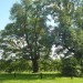500-летние деревья в Коломенском